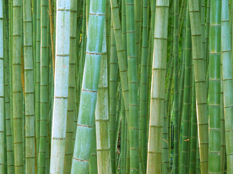 孟宗竹 Images – Browse 969 Stock Photos, Vectors, and Video | Adobe Stock