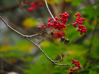 red berries on a bush