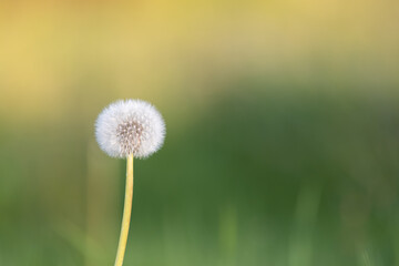 Dandelion in the grass