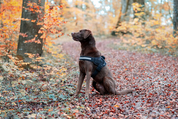 dog in the woods