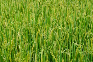 Obraz premium green paddy field