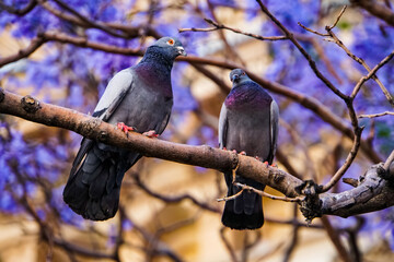 Tauben in Sydney Australien