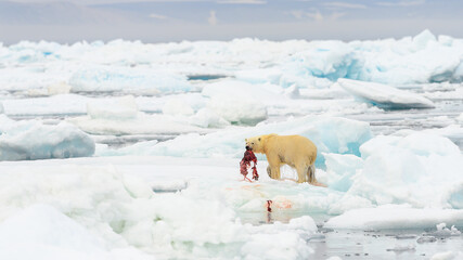 Male polar bear (Ursus maritimus), with seal prey, Svalbard, Norway