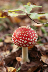 Young red fly agaric, poisonous and hallucinogenic, grows in an oak forest.