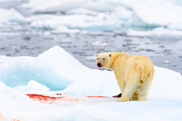 Male polar bear (Ursus maritimus), with seal prey, Svalbard, Norway