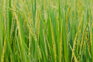 Obraz na płótnie Canvas green rice field