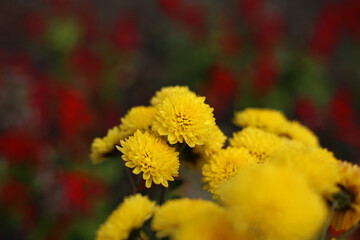 Bright yellow chrysanthemums bloom in the garden, against a blurred background of red flowers.