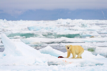 Male polar bear (Ursus maritimus), with seal prey, Svalbard, Norway