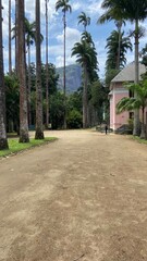 Obraz premium palm trees on the street