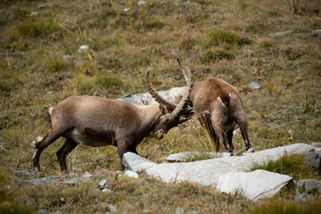 Alpine ibexes fight locking horns on an autumn mountain meadow