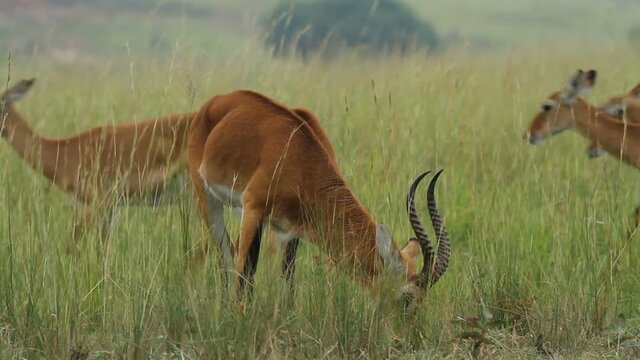 kob (Kobus kob) antelop