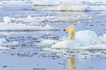 Blood stained polar bear (Ursus maritimus), Svalbard, Norway