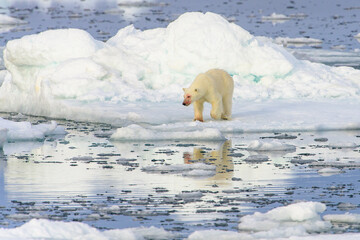 Blood stained polar bear (Ursus maritimus), Svalbard, Norway
