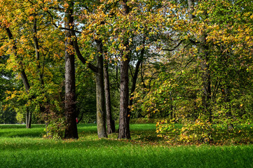 Majestic particolored forest with sunny beams. Natural park. Dramatic unusual scene. Red and yellow autumn leaves. Beauty world.