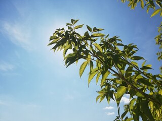 leaves and blue sky