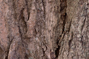 Naklejka premium Tree Bark