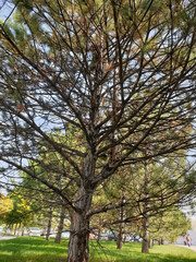 Naklejka premium A large beautiful perennial tree with its branches