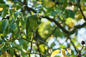 Yellow-headed parrot in Stuttgart peeling a nut