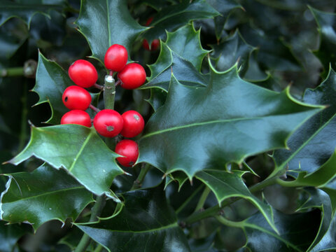 Natural mistletoe, the best decoration for the Christmas holidays, a good decoration that distinguishes
