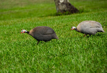 Guineafowls