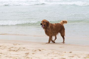 Golden dog coming out of bathing in the sea. Barra da Tijuca, Rio de Janeiro, Brazil.
