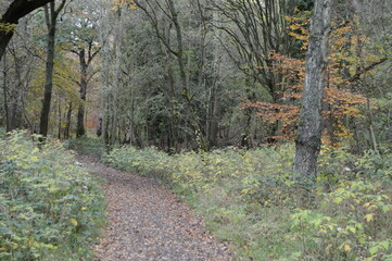 A walk through the woods in autumn at Kinnoull Hill, Perth