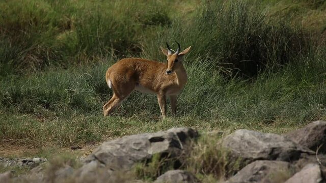 Reedbuck in the Serenget