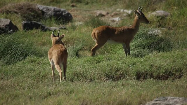 Herd of Reedbuck in the Serenget