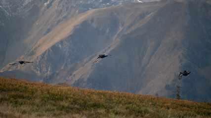 Drei V&ouml;gel im Flug