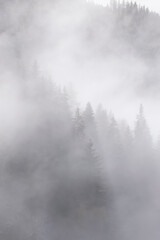 Fototapeta na wymiar Der Wald im Nebel