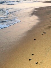 ウミガメの孵化とウミガメの赤ちゃんの旅立ち