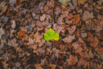 hoja verde resaltado del resto. el otoño haciendo de las suyas. 