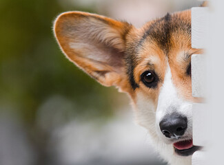 welsh corgi pembroke dog peeping
