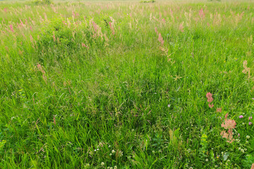 Green plant leaves. The background is made of green vegetation. Juicy grass with stems and leaves. Branches of the shrub in the summer