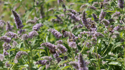 Mentha longifolia - horse mint with bees © visuals-and-concepts