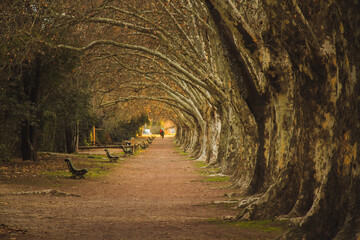 Obraz premium túnel de arboles en un parque. la calidez de caminar ahí.