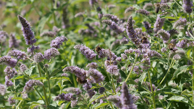 Mentha longifolia - horse mint with bees