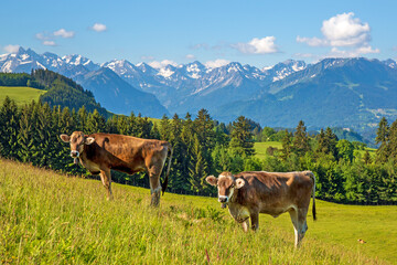 Fototapeta na wymiar Kühe - Allgäu - Berge - Alpen - Panorama - Sommer