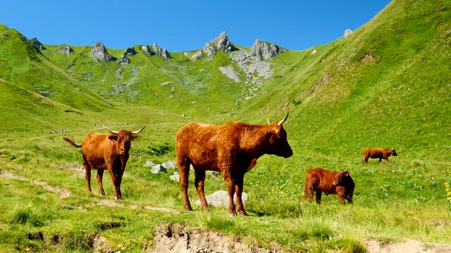 cow herd in green mountain-French Salers cows