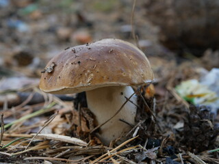 Mushroom