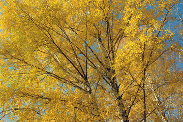 autumn tree in the park