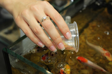 The girl pours fish food from a plastic cup into the aquarium, feeds decorative carps.