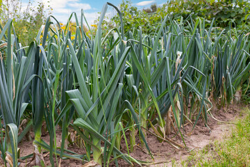 Leek onions growing on garden bed. Organic farm vegetables. Agriculture concept background