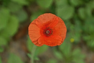 one red bud of wild poppy flower on green background in nature