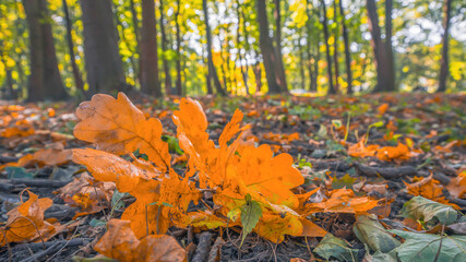 yellow fallen leaves in the park, blurry background