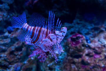 Den Ba Planet Acuarium, Copenhagen, Denmark, Europe