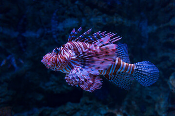 Den Ba Planet Acuarium, Copenhagen, Denmark, Europe