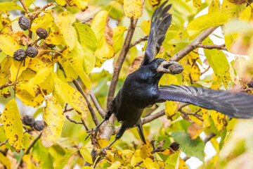 a raven crow sits in a walnut tree and steals nuts