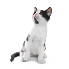 Cute young black and white kitty isolated on white background