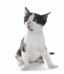 Cute young black and white kitty isolated on white background